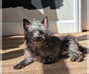 Chihuahua Dogs for adoption in Cary, NC, USA