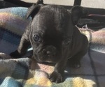 Puppy Puppy 1 Green Faux Frenchbo Bulldog