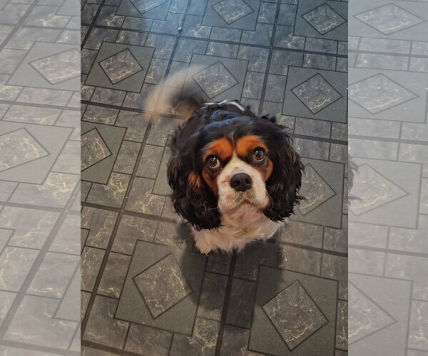 Medium Photo #2 Cavalier King Charles Spaniel Puppy For Sale in Lee's Summit, MO, USA