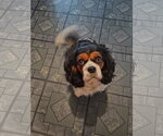 Small #1 Cavalier King Charles Spaniel