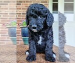 Small #5 Aussiedoodle