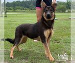 Small #1 German Shepherd Dog Mix