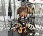Small #1 Dachshund Mix