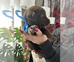 Small #2 Labrador Retriever