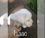 Small Photo #5 Boxer Puppy For Sale in DICKINSON, TX, USA