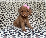 Small #6 Cockapoo (Miniature)