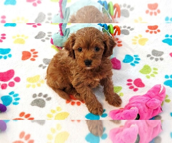 Medium Photo #1 Cavapoo (Miniature)-Poodle (Toy) Mix Puppy For Sale in ORO VALLEY, AZ, USA