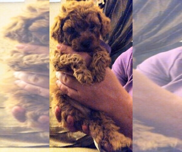 Medium Photo #2 Bichpoo-Poodle (Miniature) Mix Puppy For Sale in ADDISON, NY, USA
