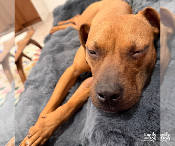 Medium Photo #3 Boxer-Unknown Mix Puppy For Sale in Washington, DC, USA