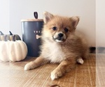 Small #2 Pomeranian