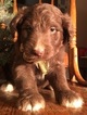 Small Photo #10 Aussiedoodle Puppy For Sale in ARBA, IN, USA