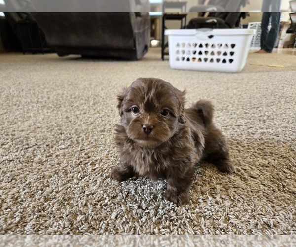 Medium Photo #5 ShihPoo Puppy For Sale in CARLYLE, IL, USA