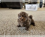 Small #4 ShihPoo