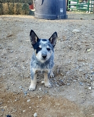 Australian Cattle Dog Puppy for sale in DELTA, CO, USA