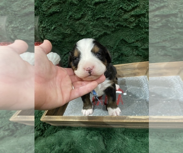 Medium Photo #5 Bernese Mountain Dog Puppy For Sale in GREEN FOREST, AR, USA