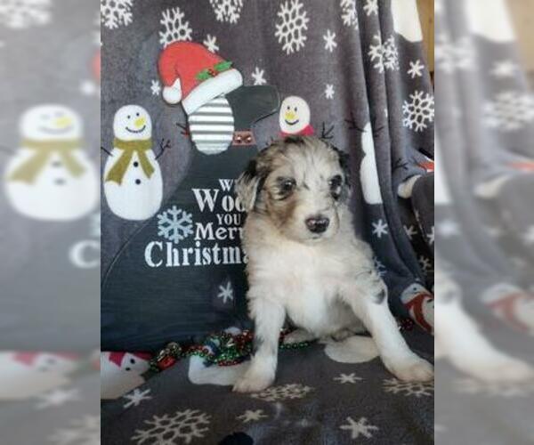 Medium Photo #2 Aussiedoodle Puppy For Sale in DOWELLTOWN, TN, USA