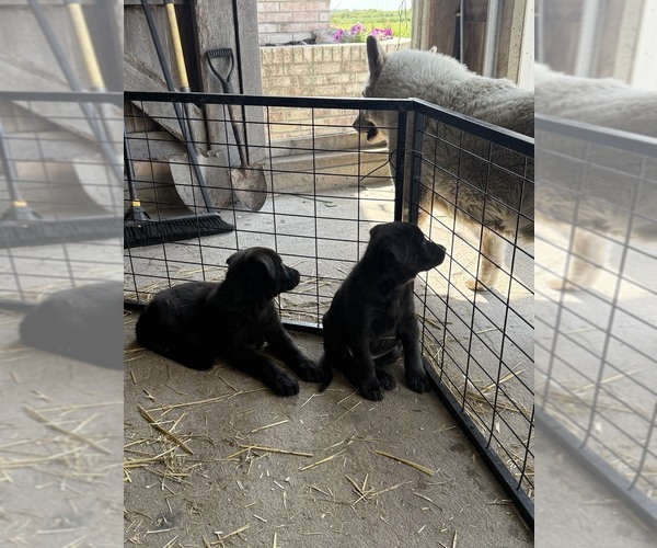 Medium Photo #5 Shepradors Puppy For Sale in HARPER, IA, USA