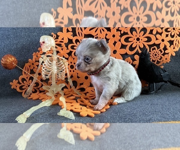 Medium Photo #3 Chihuahua Puppy For Sale in NEWVILLE, PA, USA