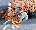 AKC Blueberry - Female Chihuahua Puppy for Sale - Photo #3