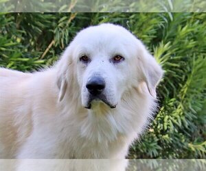 Golden Pyrenees Dogs for adoption in Chandler, AZ, USA