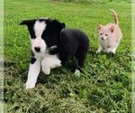 Puppy Cinderella Border Collie