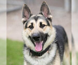 German Shepherd Dog-Huskies  Mix Dogs for adoption in Camarillo, CA, USA
