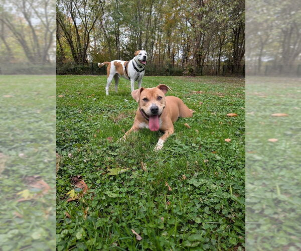 Medium Photo #3 American Pit Bull Terrier-American Staffordshire Terrier Mix Puppy For Sale in Shermans Dale, PA, USA