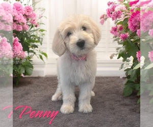 Goldendoodle Puppy for sale in ROSEDALE, IN, USA