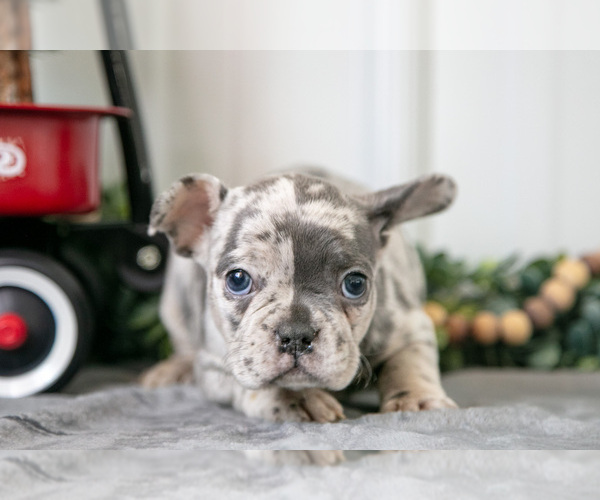 Medium Photo #10 Faux Frenchbo Bulldog Puppy For Sale in ADAMSVILLE, OH, USA