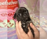 Small #2 Pug