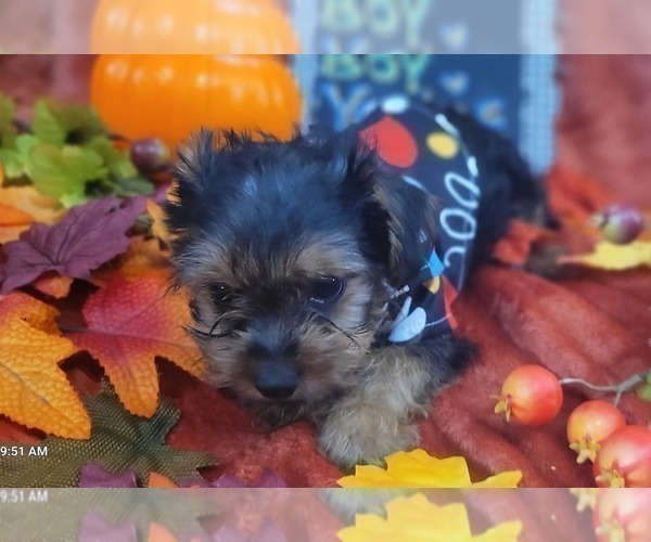 Medium Photo #53 Yorkshire Terrier Puppy For Sale in AKRON, OH, USA