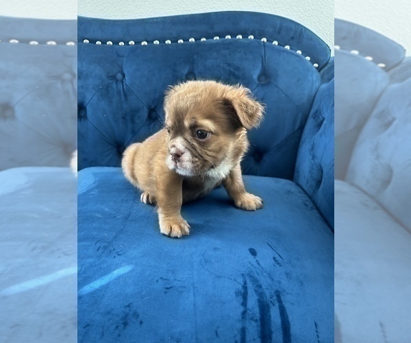 Medium Photo #14 English Bulldog Puppy For Sale in PORTLAND, OR, USA