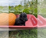 Small Photo #14 Aussiedoodle Puppy For Sale in RUSSELL, IA, USA