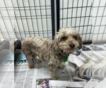 Small #1 Havanese