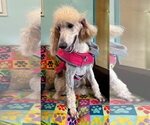 Small #6 Poodle (Standard)