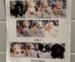 Goldendoodle Puppy for sale in FAYETTEVILLE, AR, USA