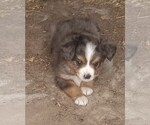 Small Miniature Australian Shepherd