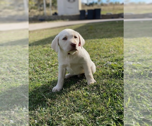 Medium Photo #7 Labrador Retriever Puppy For Sale in EUSTACE, TX, USA