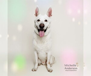 German Shepherd Dog-Great Pyrenees Mix Dogs for adoption in Corona, CA, USA