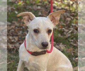 Chihuahua-Unknown Mix Dogs for adoption in Yardley, PA, USA