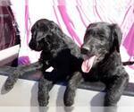 Small Photo #6 Labradoodle Puppy For Sale in VERGENNES, IL, USA