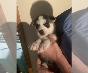 Medium Siberian Husky