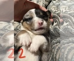 Small #1 Pembroke Welsh Corgi
