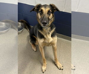 German Shepherd Dog-Unknown Mix Dogs for adoption in Sterling, MA, USA