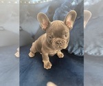 Small Photo #5 French Bulldog Puppy For Sale in SOUTHLAKE, TX, USA