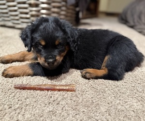 Rottweiler Puppy for sale in AMITY, PA, USA