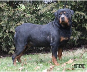 Father of the Rottweiler puppies born on 12/21/2022