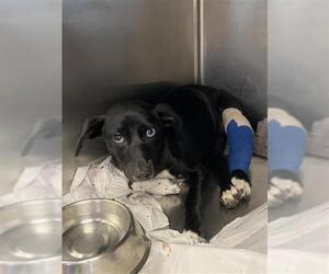Mutt Dogs for adoption in San Antonio, TX, USA