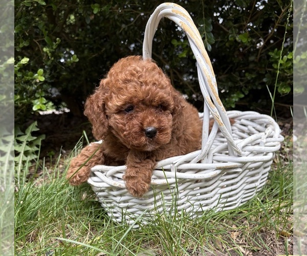 Medium Photo #2 Cockapoo (Miniature) Puppy For Sale in MIDDLEBURY, IN, USA