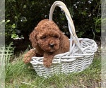 Small #1 Cockapoo (Miniature)